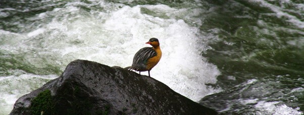 Ecoturismo en los Parques Nacionales: recorridos entre selvas y ríos de colores
