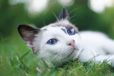 Cosas que hacen feliz a un gato