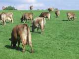 El consumo de carne deberá reducirse radicalmente para combatir el cambio climático