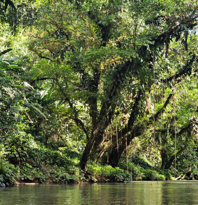 El camino hacia la Cascada La Chontadura inicia con un sendero húmedo y sombreado. Entre hojas anchas y raíces profundas, el ascenso se vuelve más exigente.