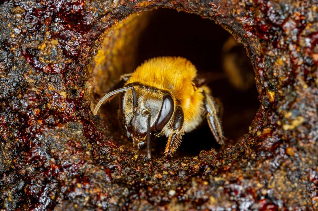 Este tipo de abejas enfrenta serias amenazas como la deforestación, que fragmenta y degrada sus hábitats.