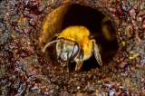 Los científicos y comunidades que se unieron para declarar a las abejas sujetos de derechos