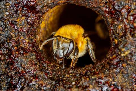 Los científicos y comunidades que se unieron para declarar a las abejas sujetos de derechos