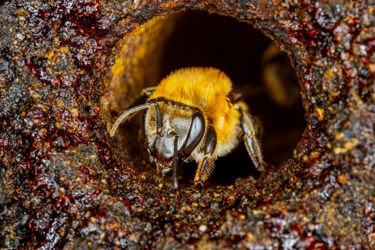 Nutrir a las abejas para mantener viva la cadena alimentaria
