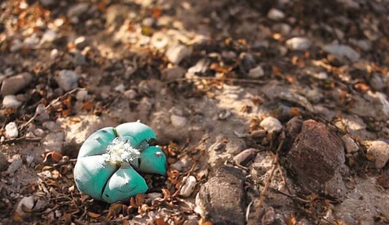 En el desierto me encontré (crónica)