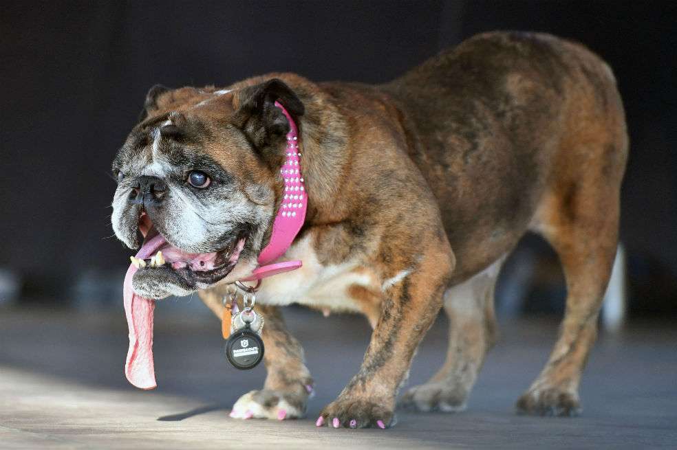 Esta es Zsa Zsa, coronada en el concurso del perro más feo del mundo. / AFP
