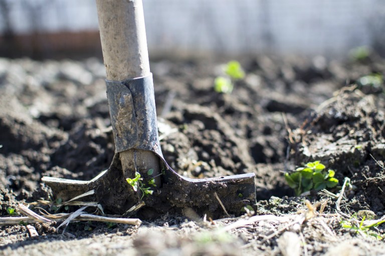 Una hormona vegetal para facilitar cultivos en el espacio