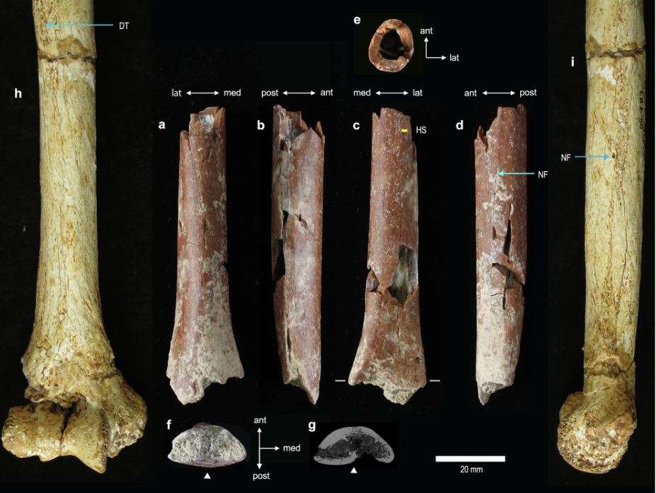 Los investigadores reportan el descubrimiento y la morfología de un fósil postcraneal de homínido de Mata Menge, un yacimiento en la isla de Flores. /Nature