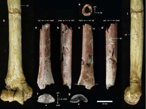 Cambio climático influyó en la extinción de los “hobbits”, una especie humana primitiva