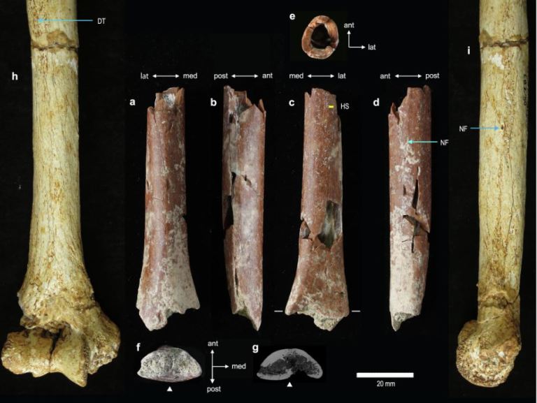 En esta isla, habitaron humanos de un metro de altura. ¿Qué fue lo que los encogió?