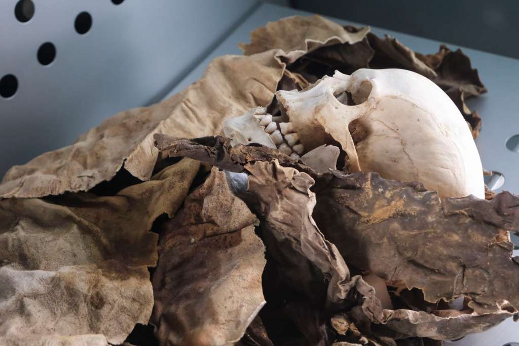 FOTODELDÍA SANTA CRUZ DE TENERIFE, 26/02/2025.- Cuando uno entra en la sala Verneau del Museo Canario, es difícil que no se sienta abrumado: parece que le miran desde el pasado cientos de ojos vacíos y que el crujir del suelo de madera, decimonónico, va a molestar a los que allí reposan. Le rodean cráneos y momias de personas de una cultura que desapareció hace solo 500 años, sin dejar una sola pieza escrita. En la imagen, restos momificados de los guanches, los antiguos habitantes de Tenerife, expuestos en el Museo de la Naturaleza y la Arqueología (MUNA) situado en Santa Cruz de Tenerife, este miércoles. EFE/Alberto Valdés