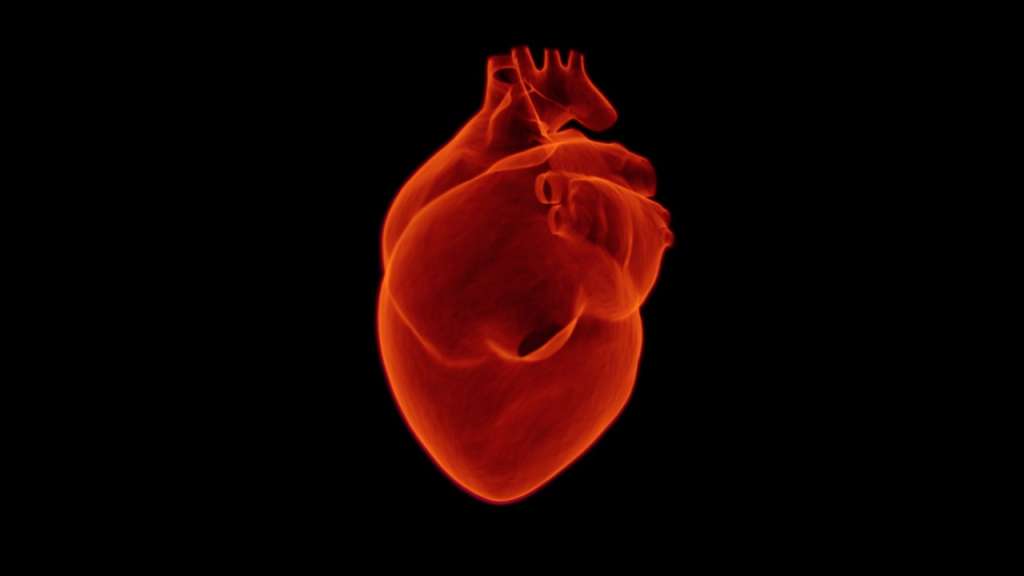 salud cardiovascular