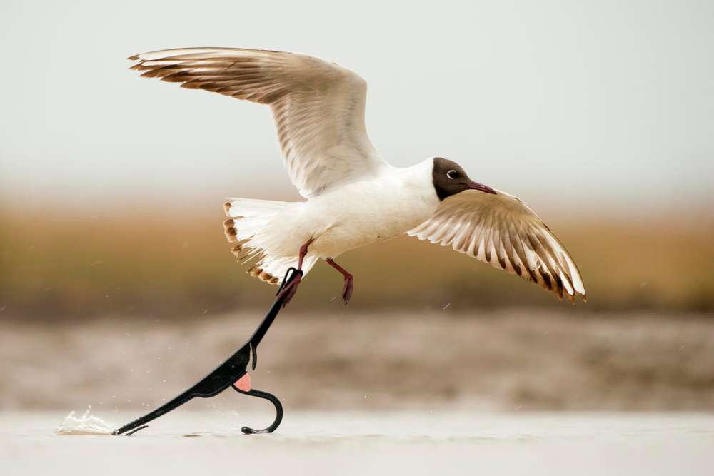 Gaviota cabecinegra despegando con el pie atrapado en una percha desechada, en el lago Csaj, Parque Nacional de Kiskunsagi, Hungría.