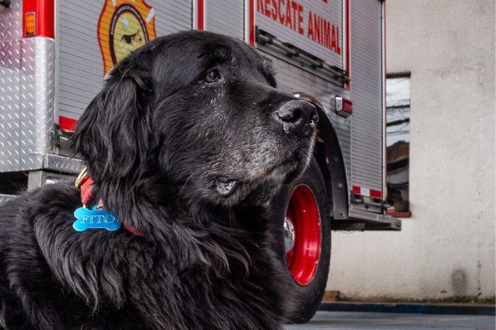 Fito y Daki, de Bomberos de Bogotá