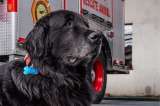 Fito, el perrito jubilado de los bomberos que encontró un hogar a los 12 años