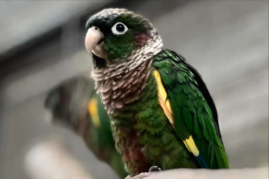 Periquito aliamarillo, especie endémica de Colombia, en estado de amenaza. /Bioparque La Reserva.