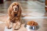 ¿Qué es el apetito caprichoso en los perros y cómo ayudar combatirlo?