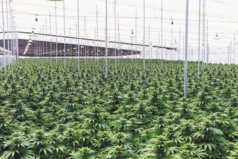 Cundinamarca es el departamento con mayor número de personas que han logrado licencias para el manejo de semillas y su cultivo: 372. (imagen de referencia).