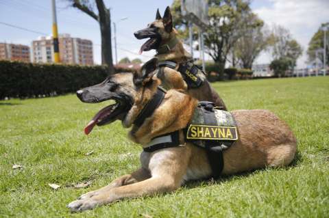 Los héroes de cuatro patas del Ejército colombiano que han salvado más de 28.000 vidas