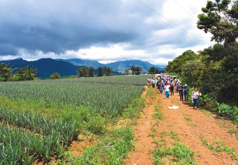 El cultivo de piña es el principal proyecto en este espacio de reincorporación de las Farc. Tienen 170.000 colinos sembrados y esperan obtener al menos 20.000 piñas por cosecha. / Cortesía ONU