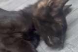 Gatito de pocas semanas fue envenenado en Santa Marta, fundación busca fondos para salvarlo