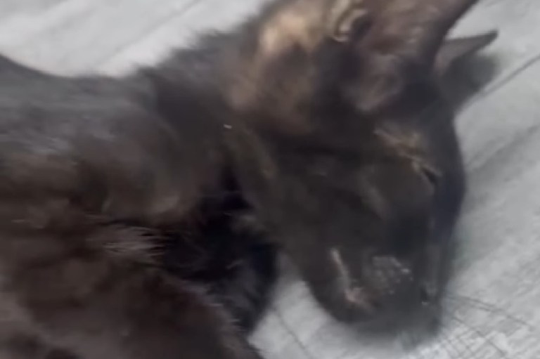 Gatito de pocas semanas fue envenenado en Santa Marta, fundación busca fondos para salvarlo