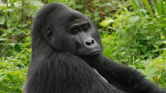 Los seres vivos grandes, longevos y de baja fertilidad en riesgo de extinción, sean vegetales o animales, son responsables del 80 % de la diversidad funcional en los ecosistemas del planeta. 