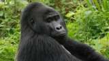 Once años de cárcel para el cazador que mató a un popular gorila en África