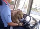 Perros conductores y gatos viajeros protagonizan videos virales en el transporte público