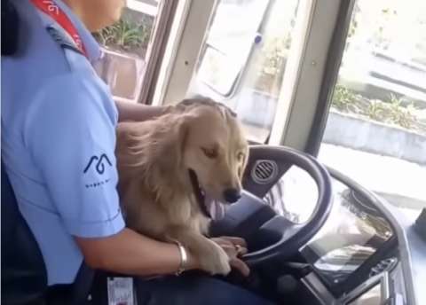 Perros conductores y gatos viajeros protagonizan videos virales en el transporte público