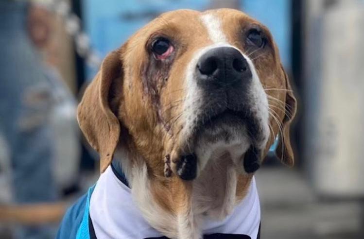 Ángel, el perro que fue despellejado, ahora es la cara de la lucha contra el maltrato