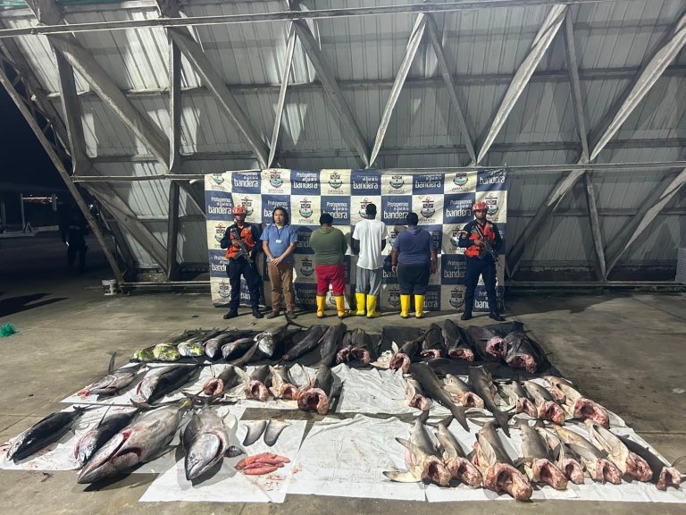 Decomisan 800 kilos de especies marinas extraídas, al parecer, del Santuario Malpelo