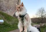 Pensaron que su gato sería pequeño para siempre, pero sorprendió a todos