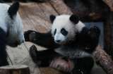 Turismo del panda: la estrategia de Hong Kong para atraer visitantes