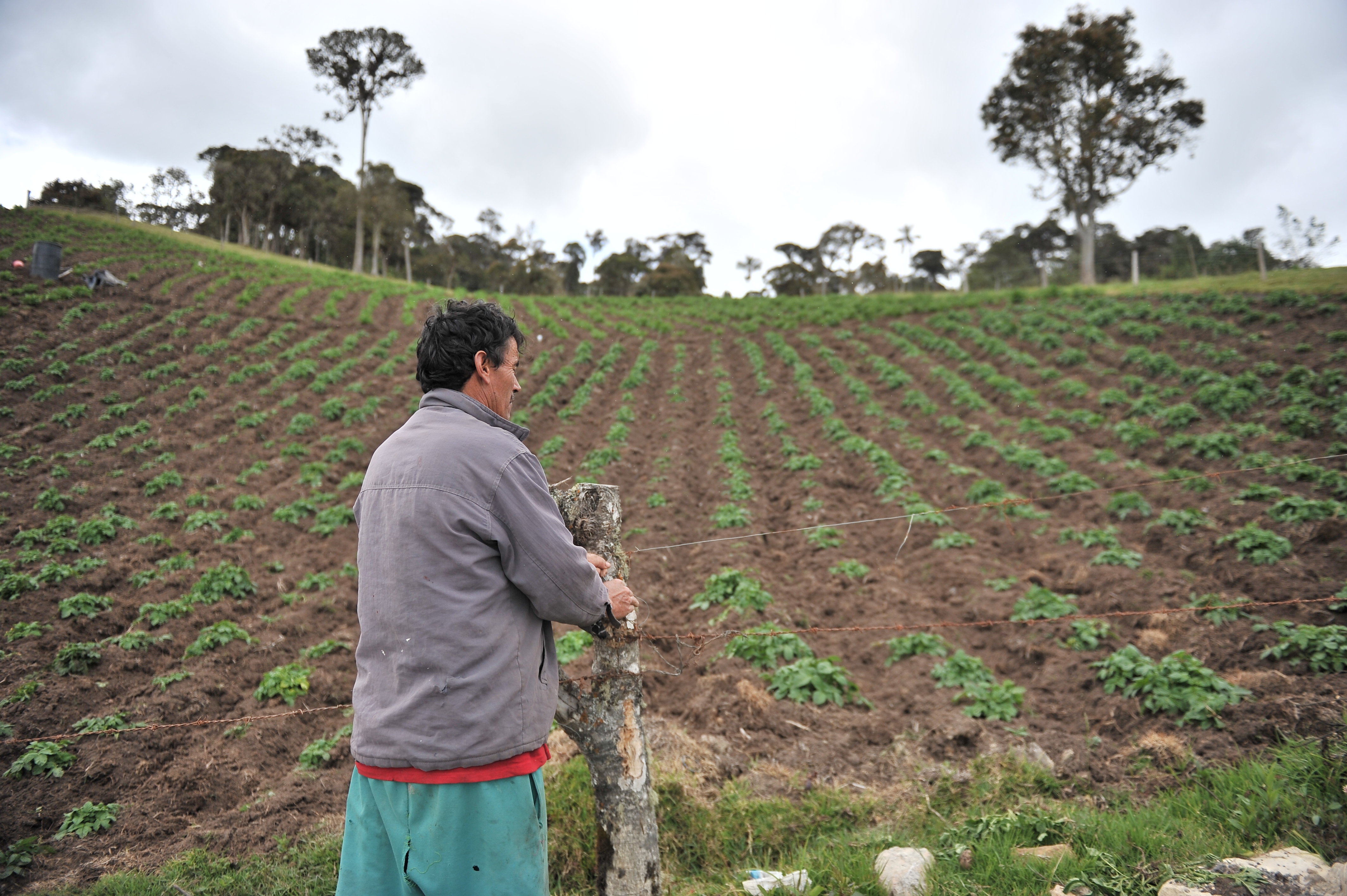 Localidad de Bogotá que fue declarada reserva campesina, diferentes aspectos: Cultivos, habitantes, páramo.