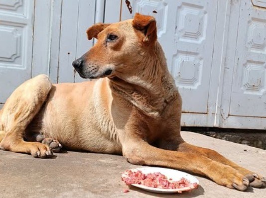 Perro caramelo: ¿por qué México y Brasil lo reclaman como suyo?