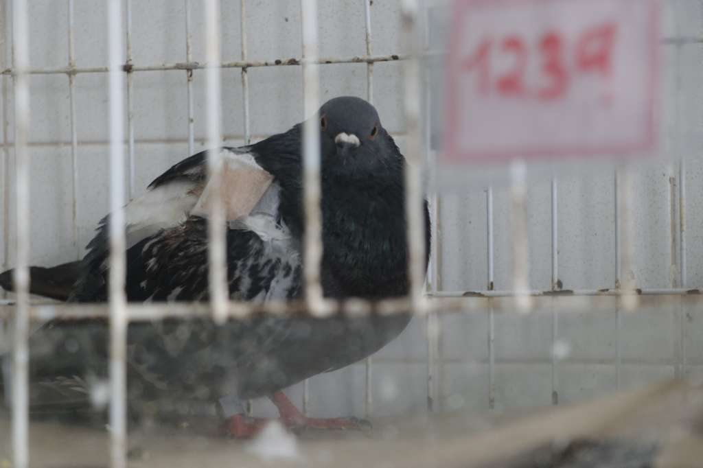 Clínica de Palomas de Bogotá, ubicada en zona rural de Usme.
