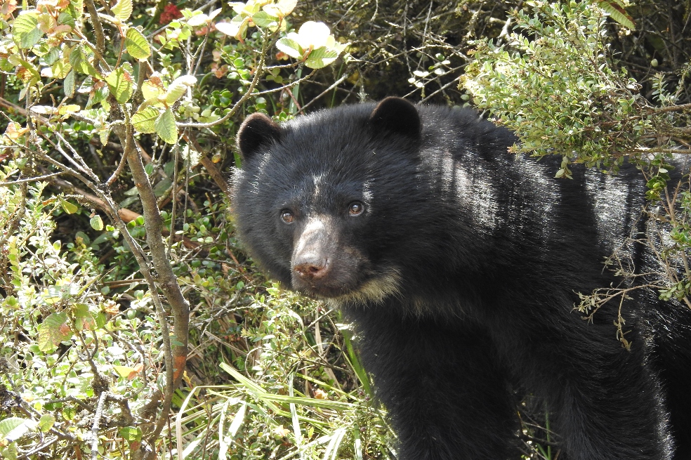 Oso de anteojos.