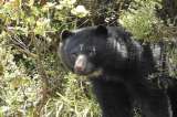 Encuentran a Tamá, el oso de anteojos que había escapado del Parque Jaime Duque