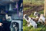 “Misión cumplida”: así fue el heroico rescate de 20 perros que iban a ser sacrificados