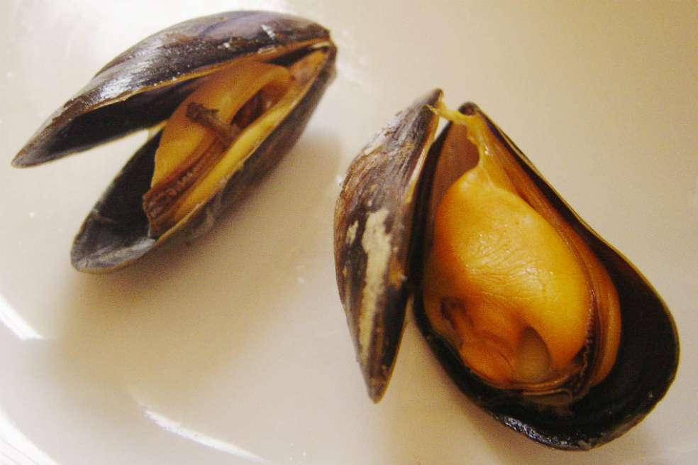 Cooked mussels Copyright © 2004 David Monniaux - CC-BY-SA