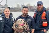 Niños se emocionan al conocer a Hudson, la perrita que su padre policía rescató