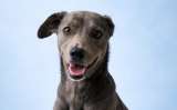 Adoptaron a Antonio, perro que sobrevivió a un machetazo, y al día siguiente lo devolvieron