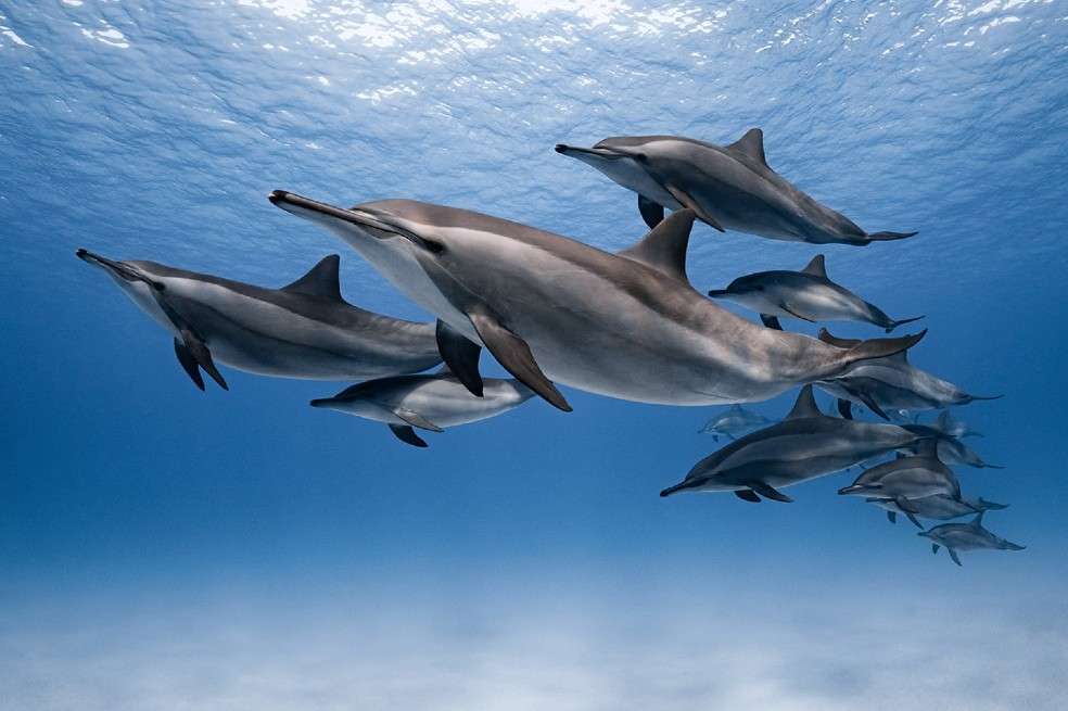 Subcampeón categoría submarina: Dmitry Kokh, de Rusia, por capturar a un grupo de delfines en el Mar Rojo.