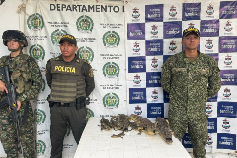 Rescatan 77 ejemplares de fauna silvestre en Bolívar, Sucre y Antioquia