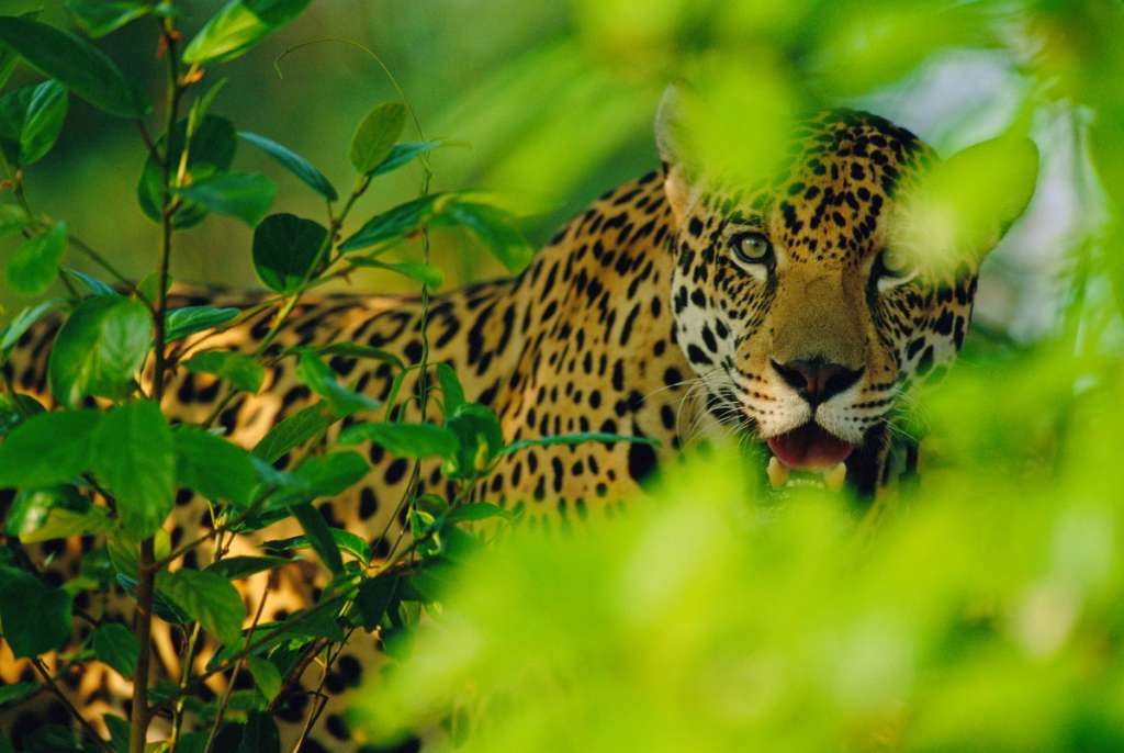 Un jaguar en Pantanal, Brasil. Este felino, que es el más grande de América y el tercero más grande del planeta.