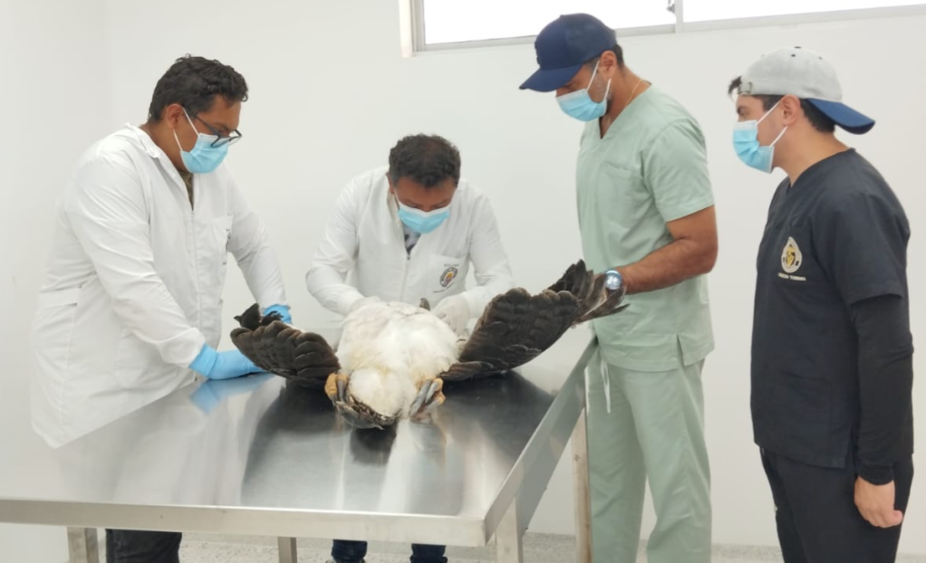 Expertos de Corponor evaluando el estado de salud del águila.
