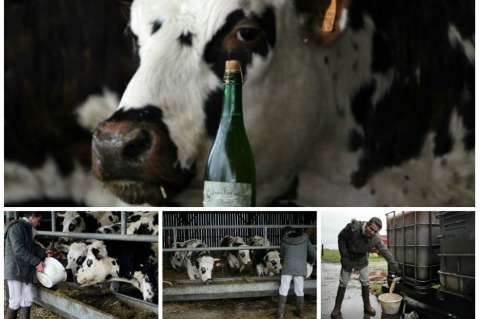 A punta de sidra ablandan carne de vaca en Francia