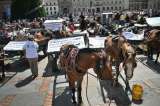 "Desde hoy cesa la tracción animal en Bogotá": Petro
