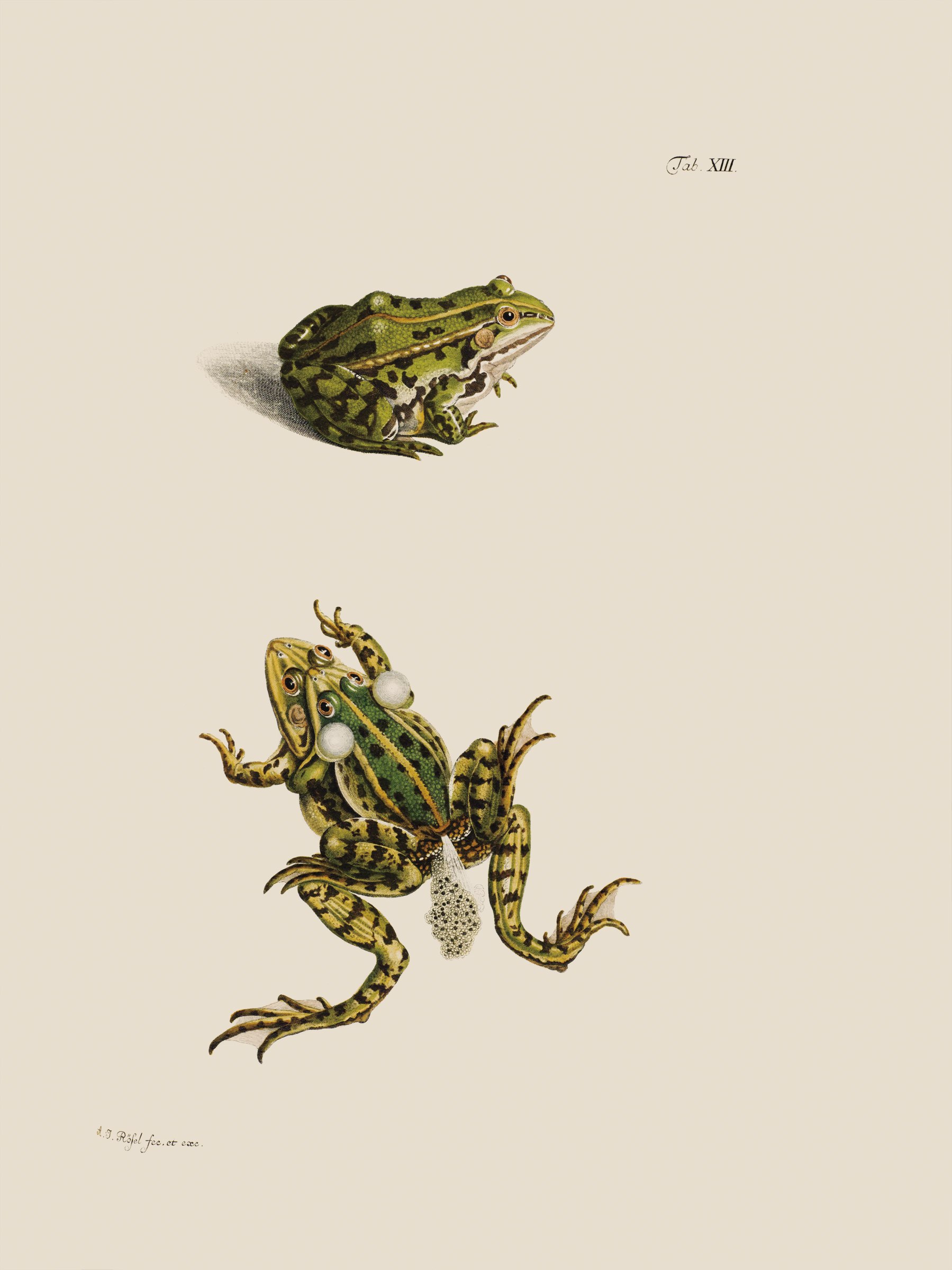 La ilustración científica fue un punto de partida para la evolución de diferentes ramas de la ciencia.